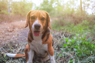 Portrait of dog sitting on field