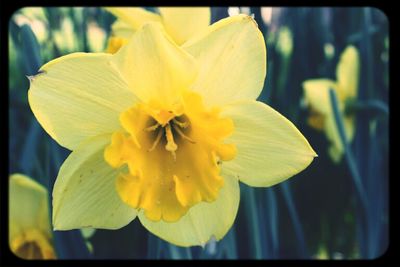 Close-up of yellow flower