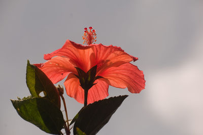 Close-up of red rose against white background