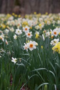 Close-up of yellow flowering plants on field