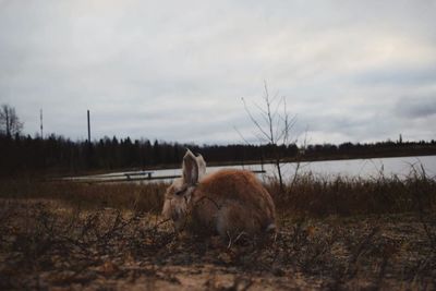 Horse on field against sky