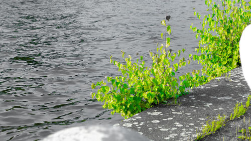 High angle view of plants by lake