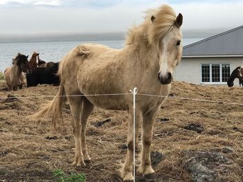 Horse on field against sky