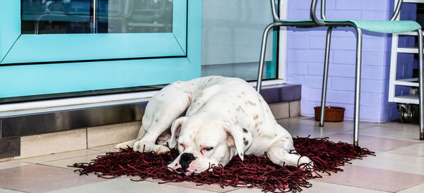 Dog lying on floor