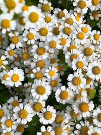 Close-up of white daisy flowers