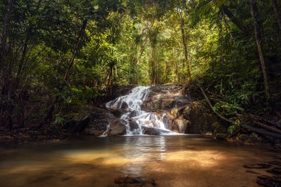 Scenic view of waterfall in forest