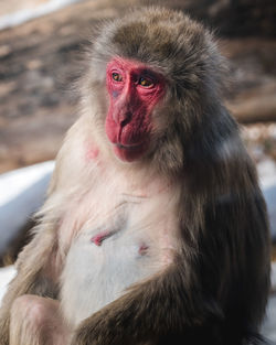 Close-up portrait of a monkey