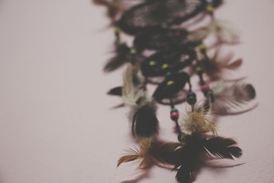 Close-up of flower plant