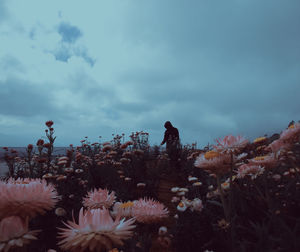 Close-up of flowering plants against sky