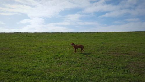 Horse in a field