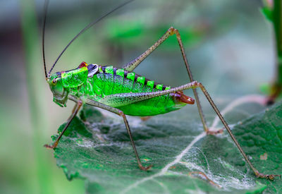 Close-up of insect on leaf