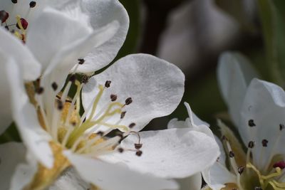 Close-up of white rose flower