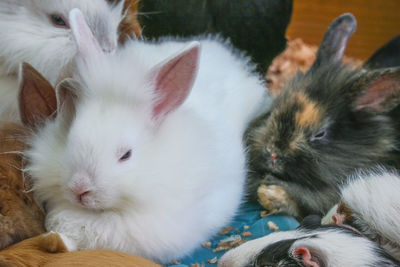 Close-up of cats relaxing