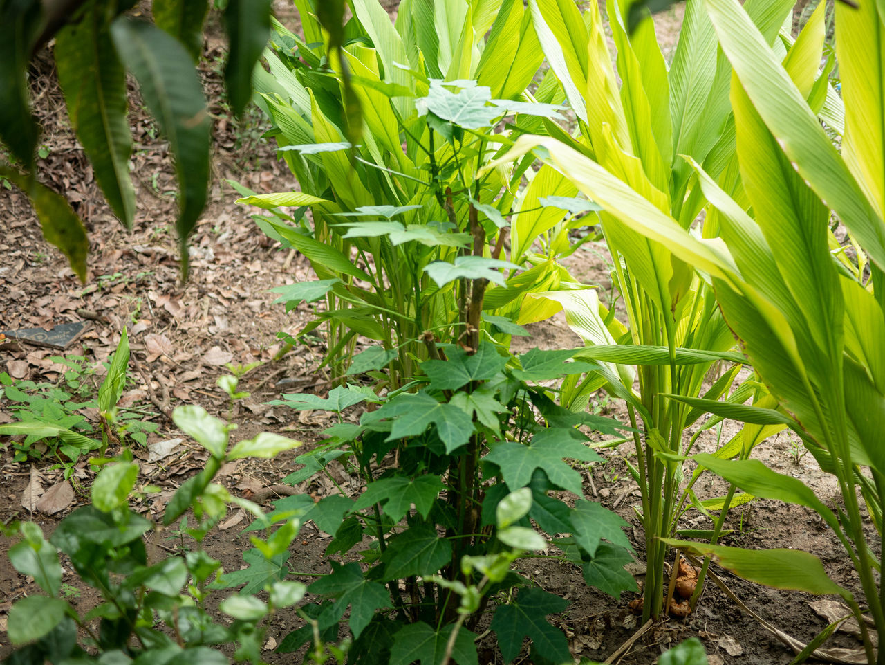 HIGH ANGLE VIEW OF FRESH PLANTS IN FIELD