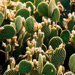 Cactus close up. cactus lover concept