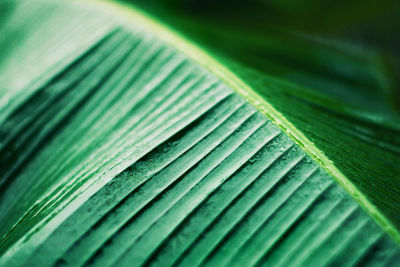 Full frame shot of palm leaves