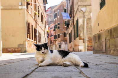 Stray cat relaxing on footpath of ancient residential alley
