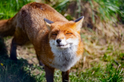Close-up of fox on field during sunny day