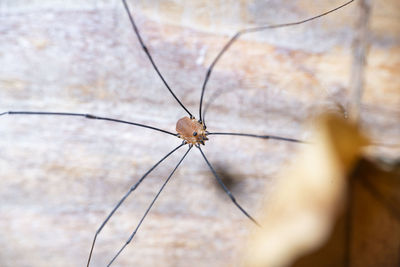 Close-up of spider