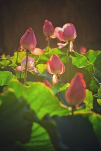 Close-up of flowers blooming outdoors