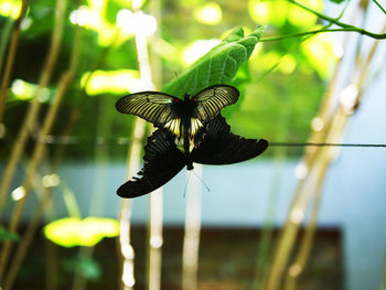 Close-up of butterfly on flower