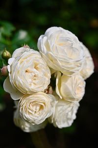 Close-up of white roses