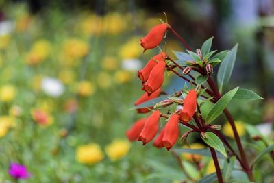 Close-up of red flowering plant