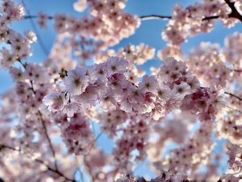 Low angle view of cherry blossoms on tree