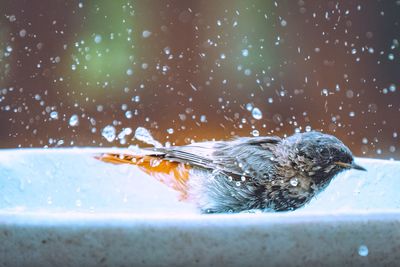 Close-up of bird on snow