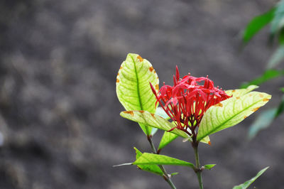 Close-up of plant