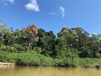 Plants and trees in forest against blue sky