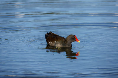 Close-up duck swimming in lake