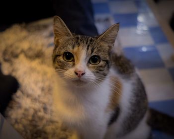 Close-up portrait of cat