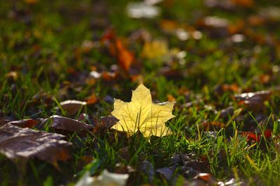 Close-up of maple leaf on field