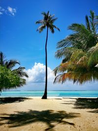 Palm trees on beach against sky