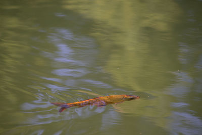 High angle view of fish swimming in lake