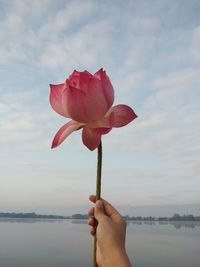 Close-up of hand holding pink lotus water lily against sky