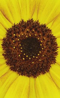 Close-up of sunflower