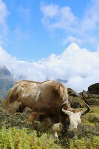 View of cow grazing on field