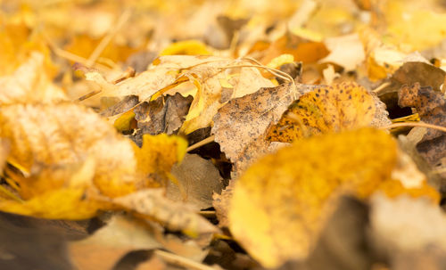 Close-up of leaves on twig
