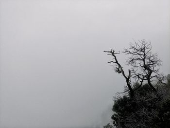 Close-up of tree against sky