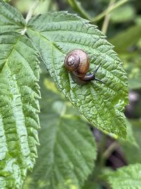 Close-up of snail on leaf