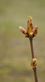 Close-up of flower against blurred background