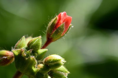 Close-up of flower bud growing outdoors, a small tiny rose sprout
