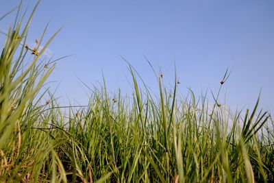 Crop growing in field