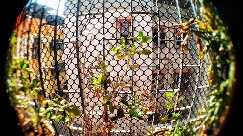 Close-up of chainlink fence