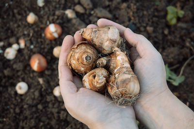 Hands holding daffodil bulbs before planting in the ground