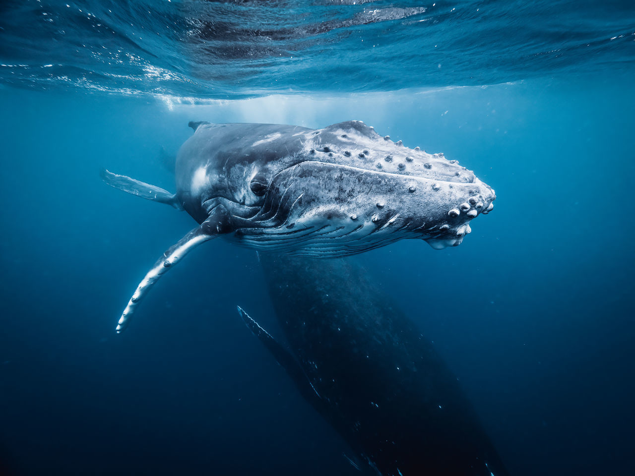 animal themes, animal wildlife, animal, sea, wildlife, water, underwater, undersea, one animal, sea life, swimming, marine, humpback whale, ocean, nature, marine biology, no people, fish, whale shark, adventure, sports, mammal, whale, blue, outdoors, aquatic mammal, beauty in nature, water sports, grey whale