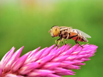 Close-up of bee pollinating on pink flower