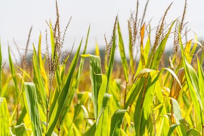 Close-up of wheat field against clear sky